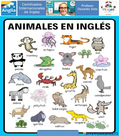 Animales en Ingles page 12