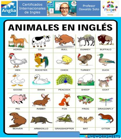 Animales en Ingles page 10