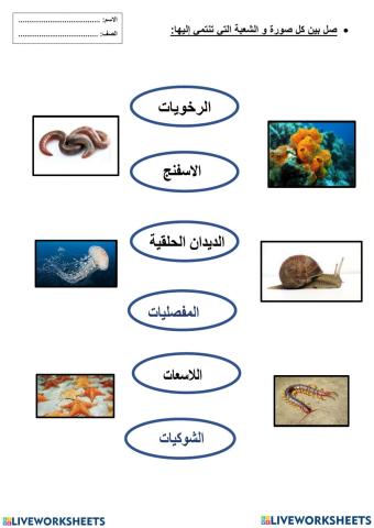 تصنيف اللافقاريات