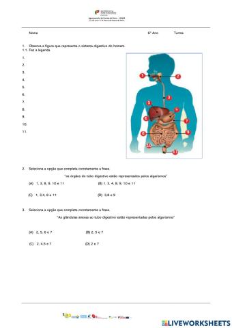 Sistema digestivo: tubo digestivo e glândulas anexas