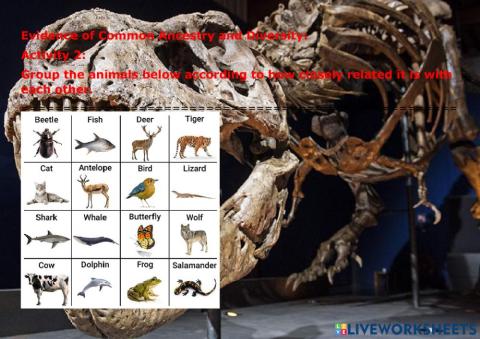Related Animals through  Common Ancestry