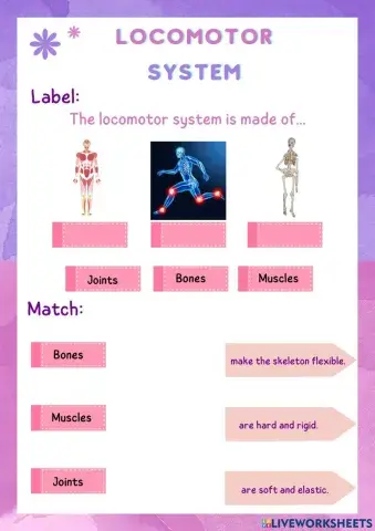 Locomotor System