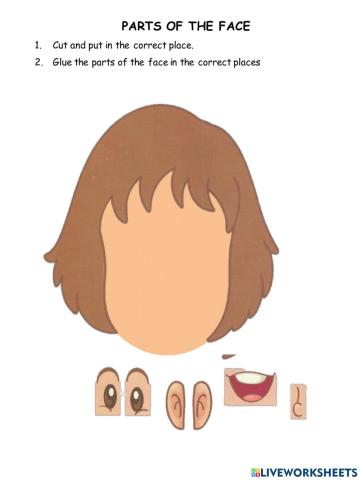 Parts of the face