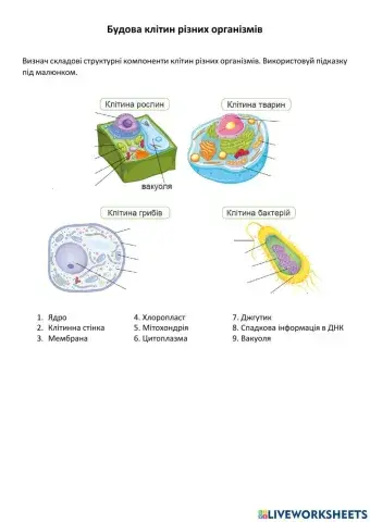 Будова клітин різних організмів