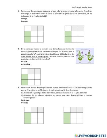 Práctica genética, cuadro Punnett