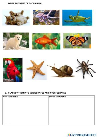 Vertebrates and Invertebrates