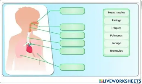 Sistema respiratorio