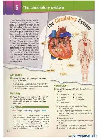 The Circulatory System