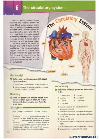 The Circulatory System