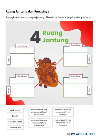 Struktur Jantung dan Pembuluh Darah