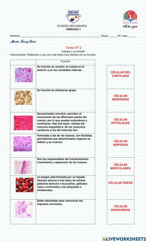 Células y su función