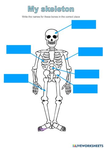 My skeleton