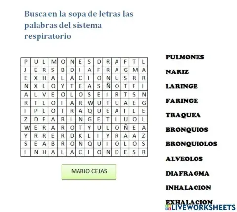 Sistema respiratorio