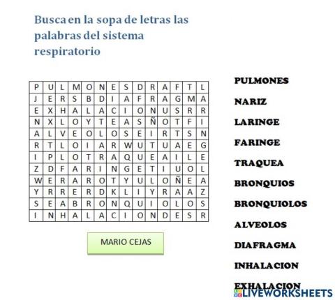 Sistema respiratorio