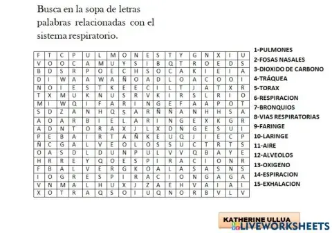 Sistema respiratorio