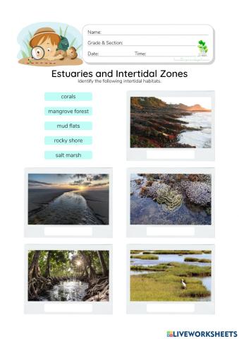 Intertidal Zones - HunterWoodsPH.com Worksheet