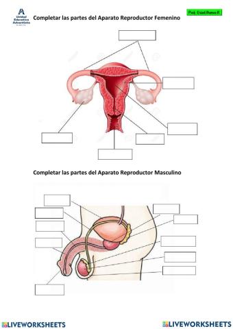 PARTES DE LOS APARATOS REPRODUCTORES FEMENINO Y MASCULINO