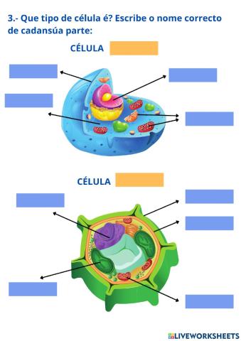 Partes da célula
