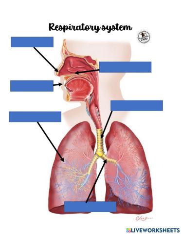 3º Respiratory system