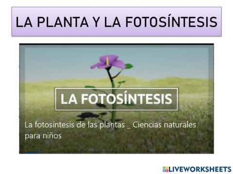 La planta y la fotosintesis