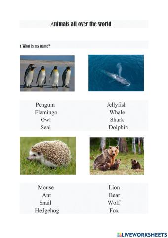 Animals all over the world