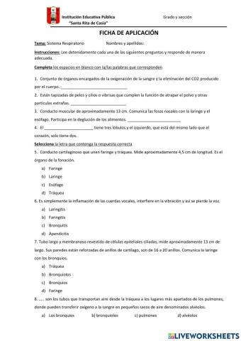 Sistema Respiratorio