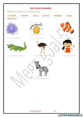 Mega 5 - unit 1 lesson 8 vocab