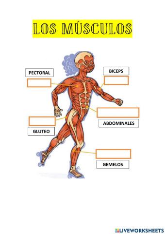 Musculos