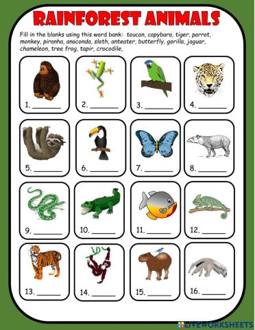Rainforest Animals