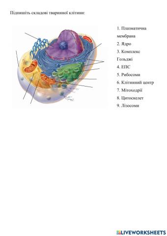 Структури еукаріотичної клітини