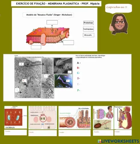 Membrana Plasmática - Morfologia