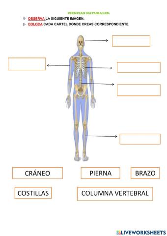 Cuerpo Humano