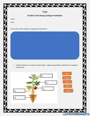 Struktur dan fungsi organ  tumbuhan