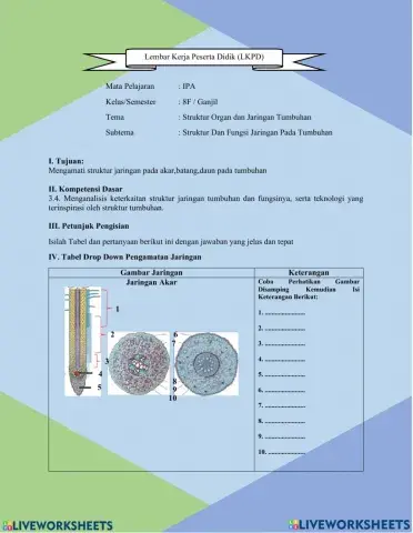 Struktur dan fungsi jaringan tumbuhan