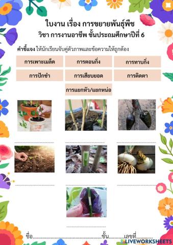 การขยายพันธุ์พืช