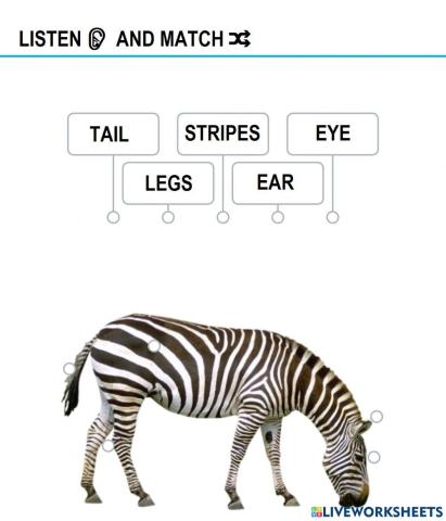 Zebra - body parts