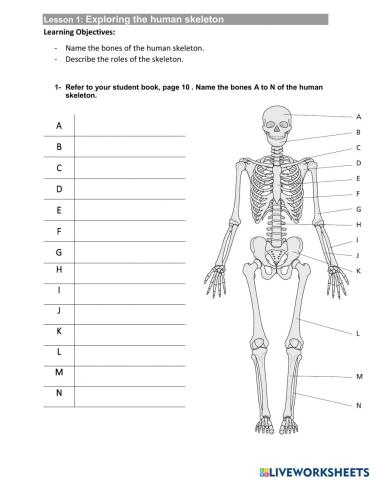 Analysing the skeleton