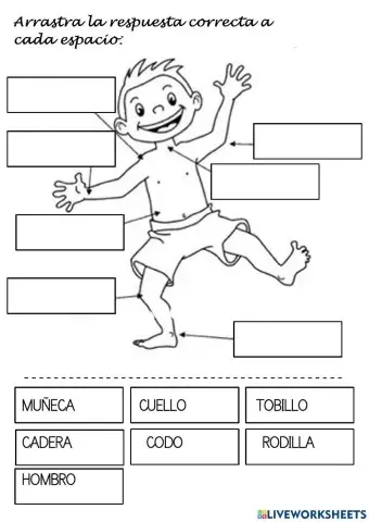 Articulaciones drag & drop