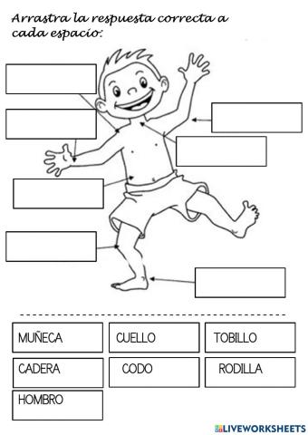 Articulaciones drag & drop