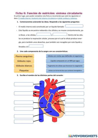Función de nutrición: Sístema circulatorio