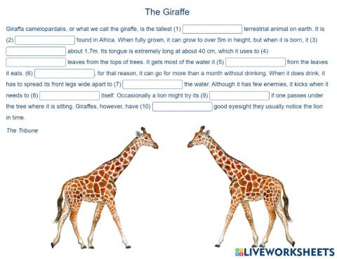 Reading B1 - Giraffes