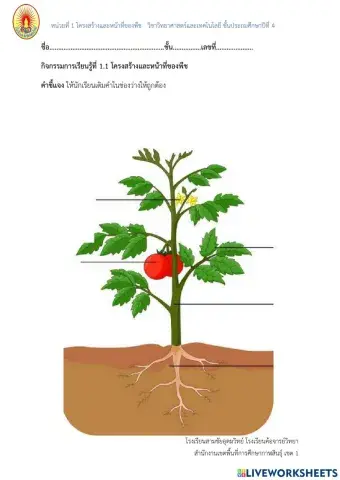 โครงสร้างของพืช