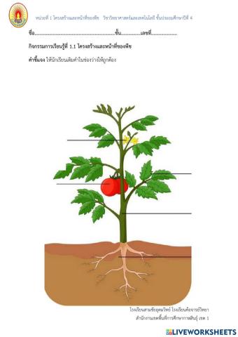 โครงสร้างของพืช