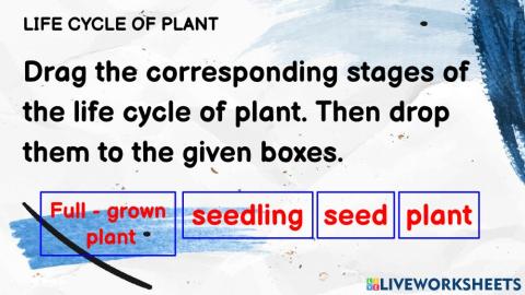 Life cycle of plant