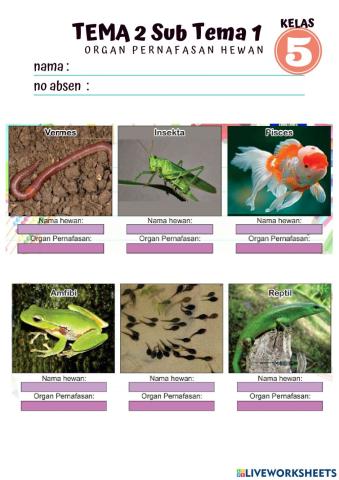 Lkpd  organ pernafasan hewan kelas 5