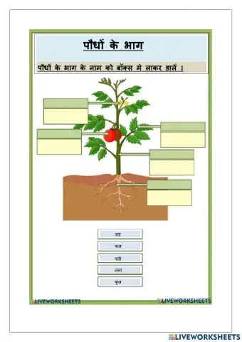 पौधों के भाग