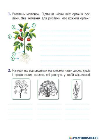 Квіткові рослини