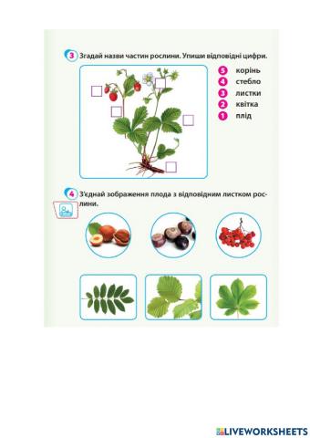 Будова рослин