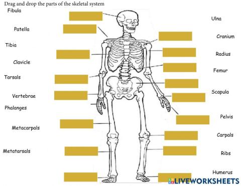 Parts of the Skeletal System