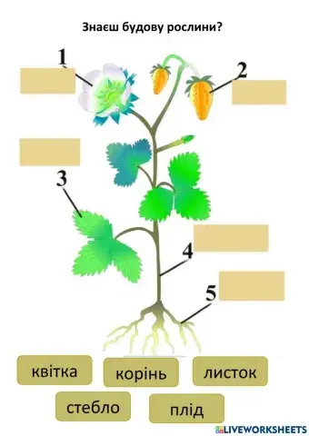 Будова рослин